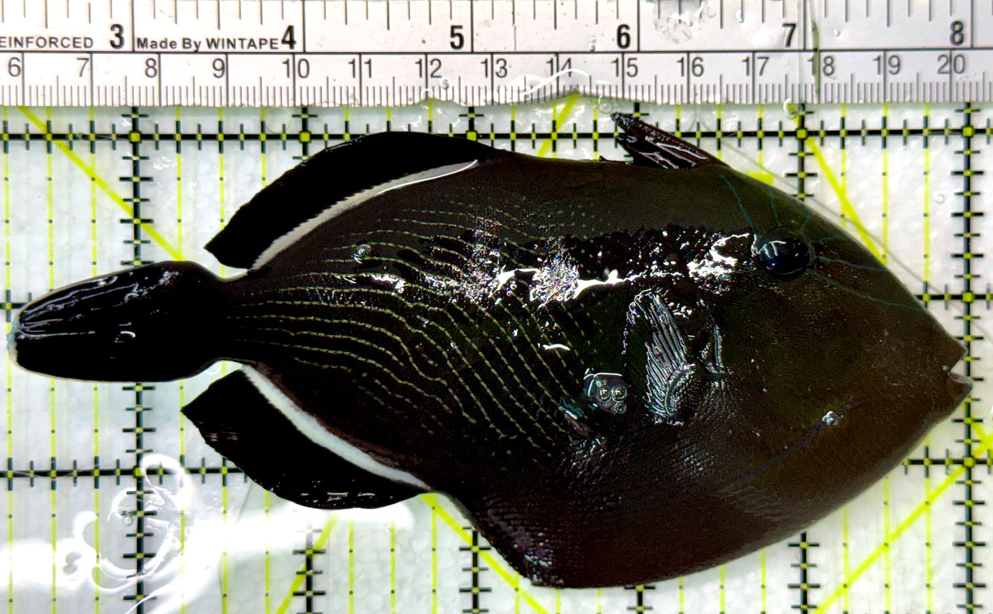 Black Triggerfish BT083101 WYSIWYG Size: XL 5.75"