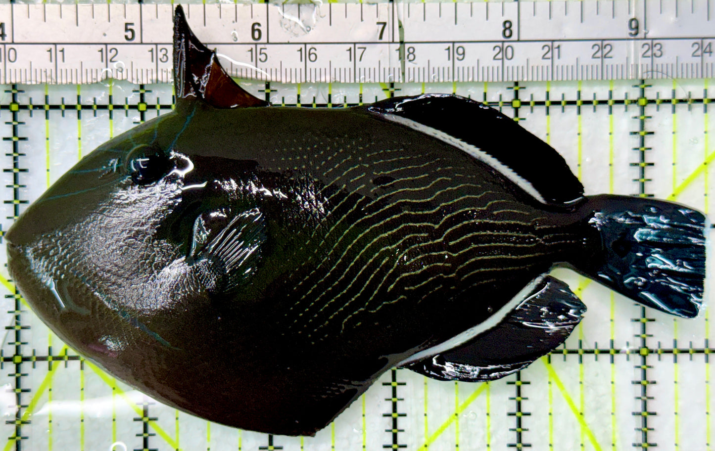 Black Triggerfish BT083101 WYSIWYG Size: XL 5.75"