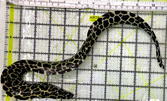 Tessellata Eel TE083102 WYSIWYG Size: SHOW/XXL 21" (Very Thick in Diameter Huge Specimen)