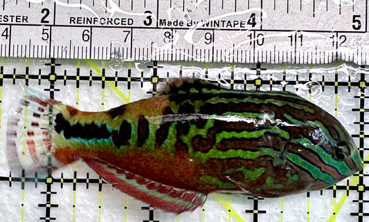BlueStar Divided Leopard Wrasse Male BLW083101 WYSIWYG Size: XL 3.5"