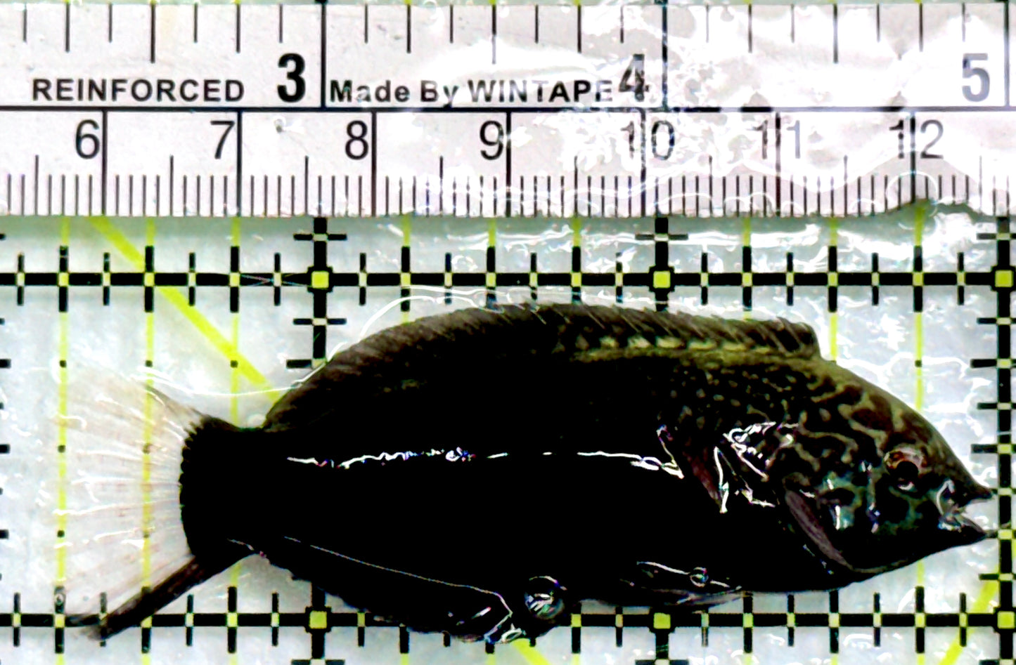 Black Leopard Wrasse BLW083101 WYSIWYG Size: XL 2.75"