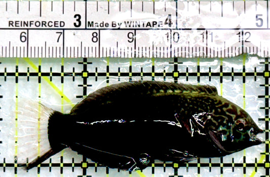 Black Leopard Wrasse BLW083101 WYSIWYG Size: XL 2.75"