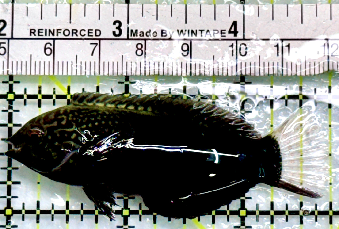 Black Leopard Wrasse BLW083101 WYSIWYG Size: XL 2.75"