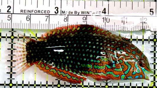 Ornate Leopard Wrasse OLW083102 WYSIWYG Size: L 3"