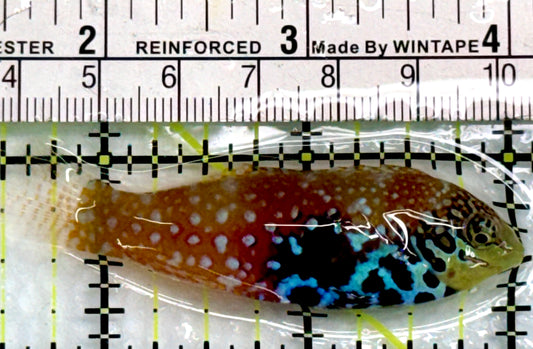BlueStar Divided Leopard Wrasse Female BDW083101 WYSIWYG Size: L 2.5"