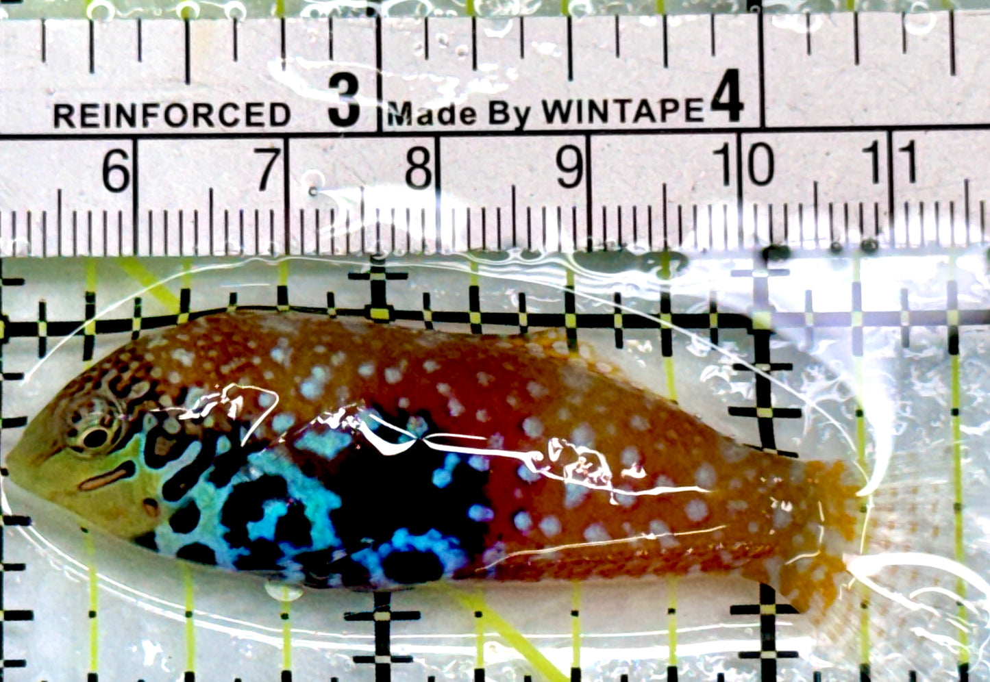 BlueStar Divided Leopard Wrasse Female BDW083101 WYSIWYG Size: L 2.5"