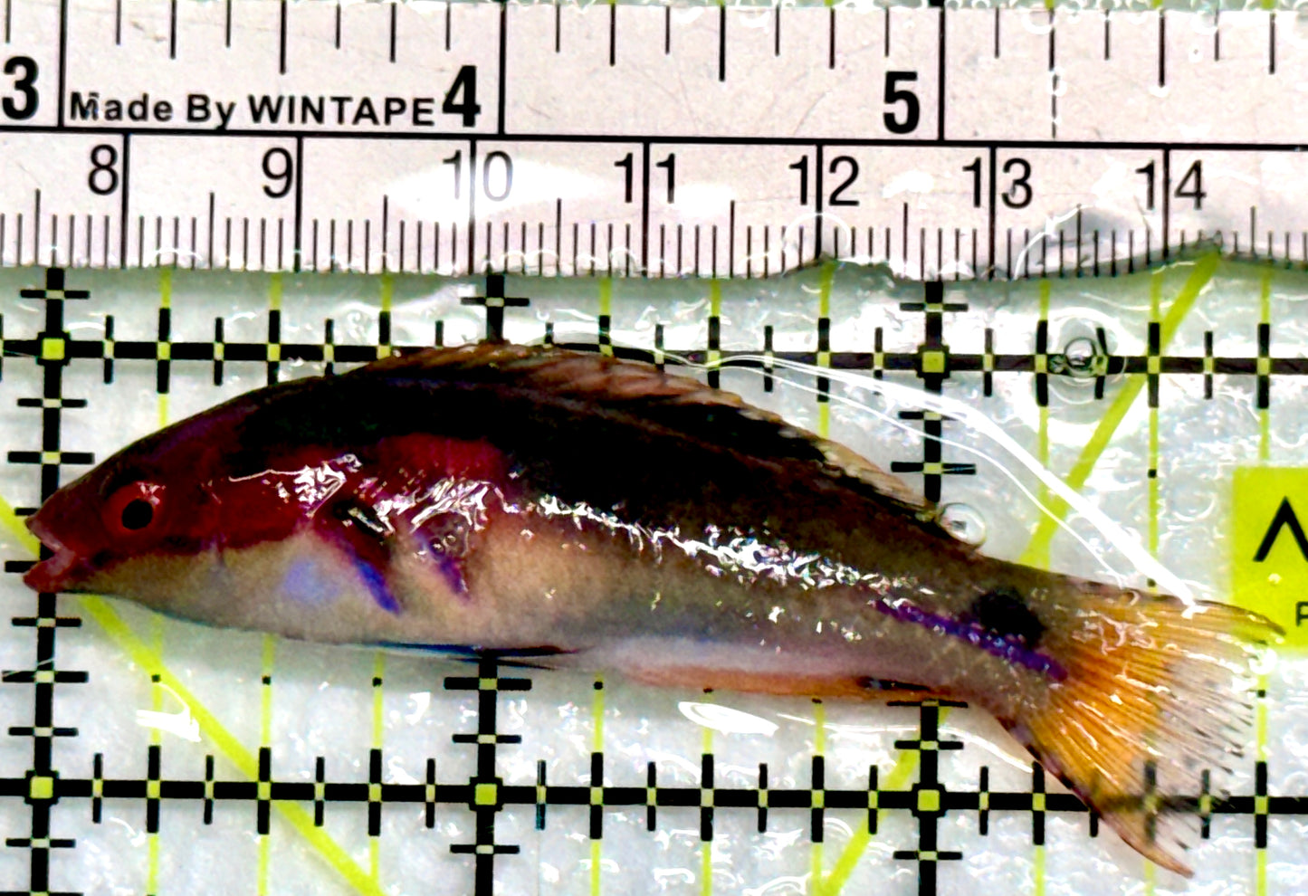 Exquisite Fairy Wrasse (Maldives Special Grade) EFW083101 WYSIWYG Size: M 3"