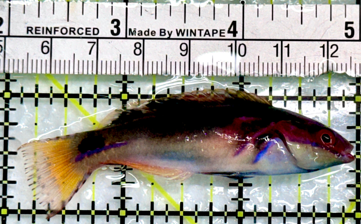 Exquisite Fairy Wrasse (Maldives Special Grade) EFW083101 WYSIWYG Size: M 3"