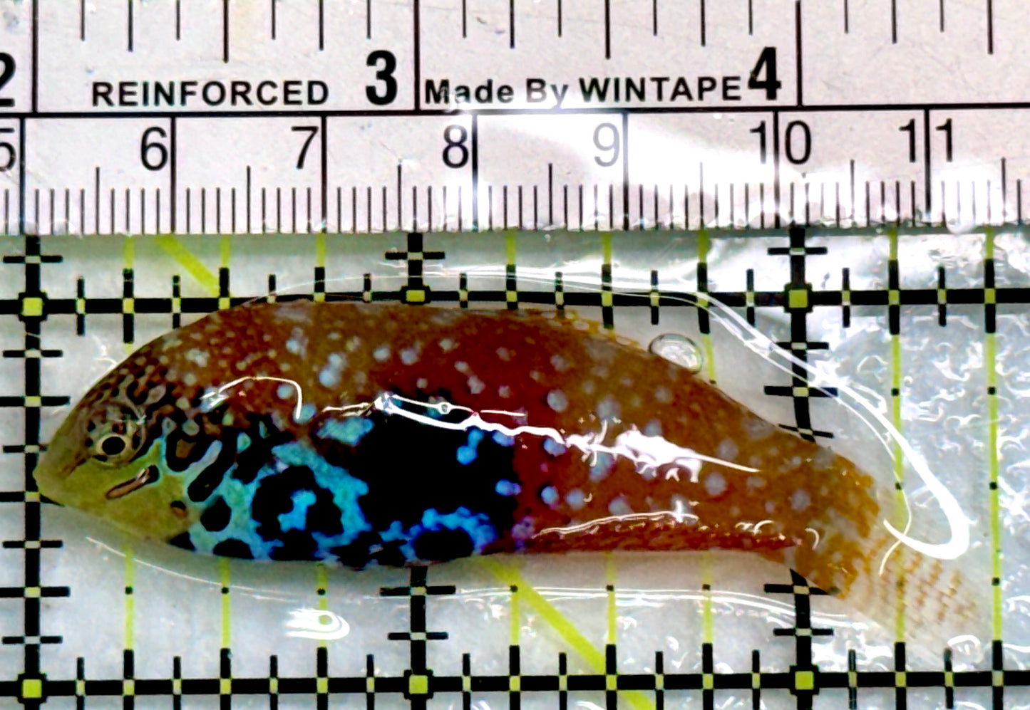 BlueStar Divided Leopard Wrasse Female BDW083102 WYSIWYG Size: L 2.5"