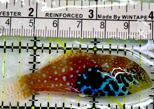 BlueStar Divided Leopard Wrasse Female BDW083102 WYSIWYG Size: L 2.5"