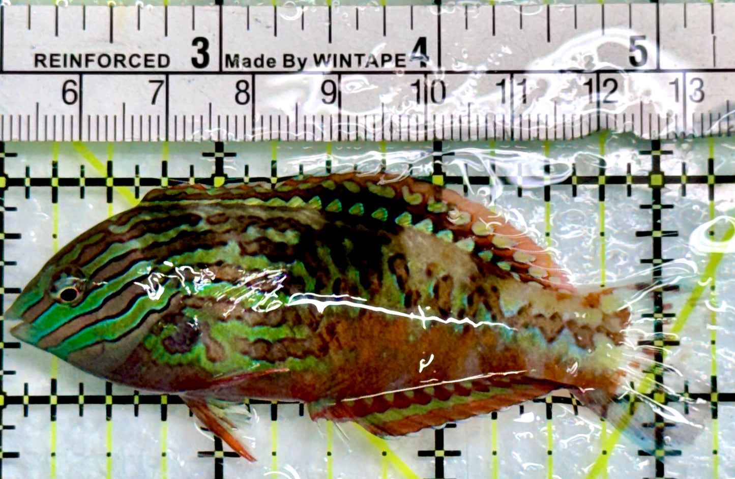 BlueStar Divided Leopard Wrasse Male BLW083102 WYSIWYG Size: XL 3.25"
