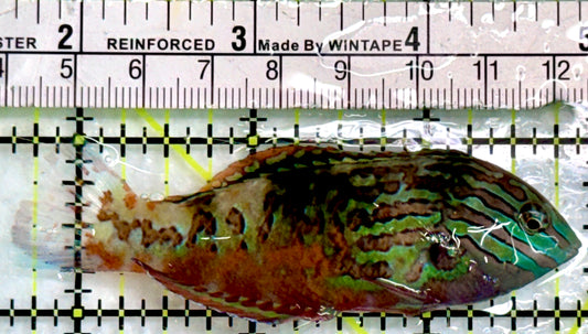 BlueStar Divided Leopard Wrasse Male BLW083102 WYSIWYG Size: XL 3.25"