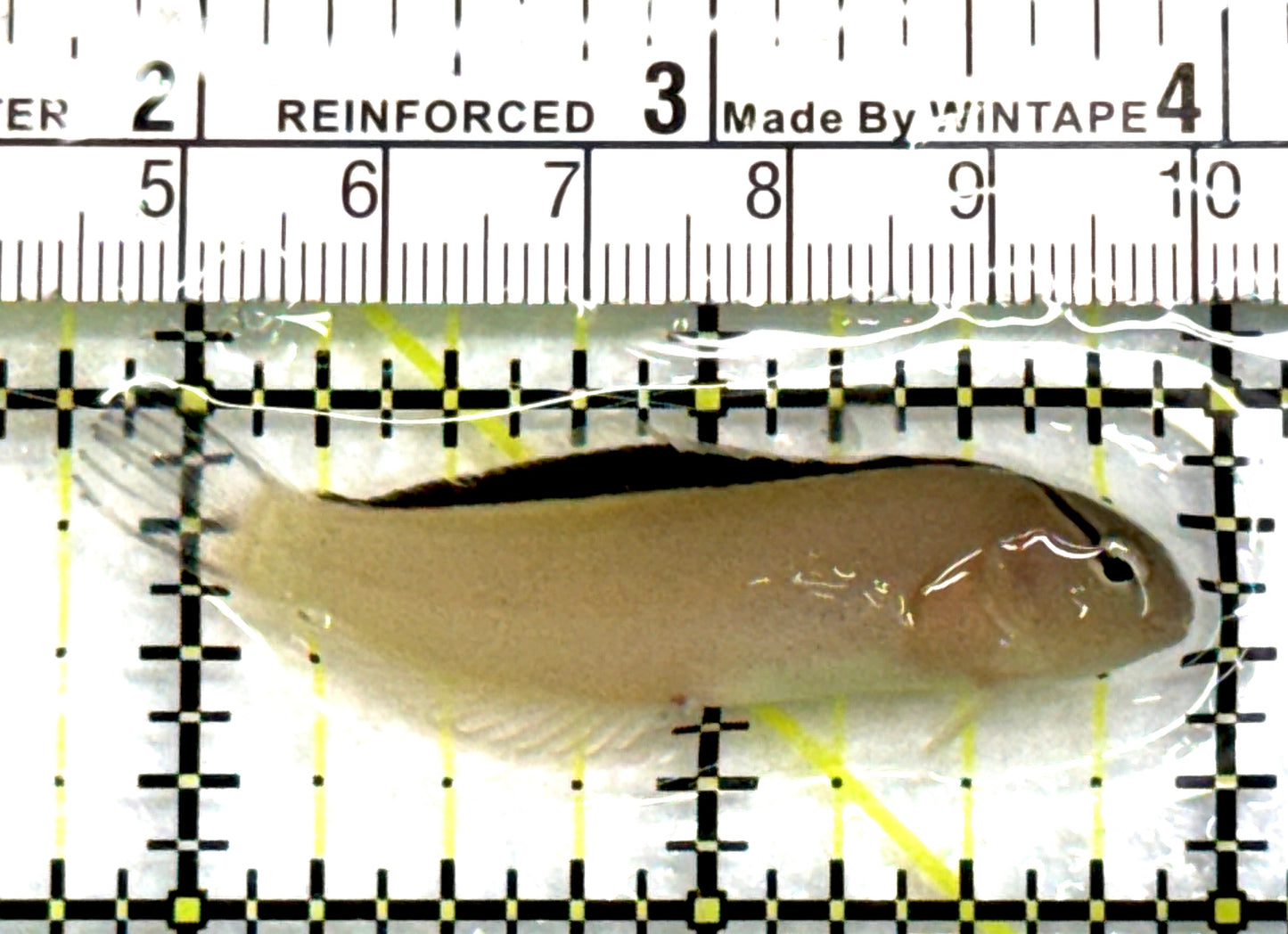 Smith's Blenny SB083101 WYSIWYG Size: S 2.25" approx
