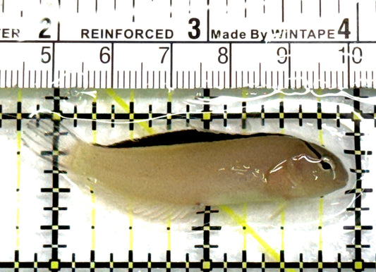 Smith's Blenny SB083101 WYSIWYG Size: S 2.25" approx