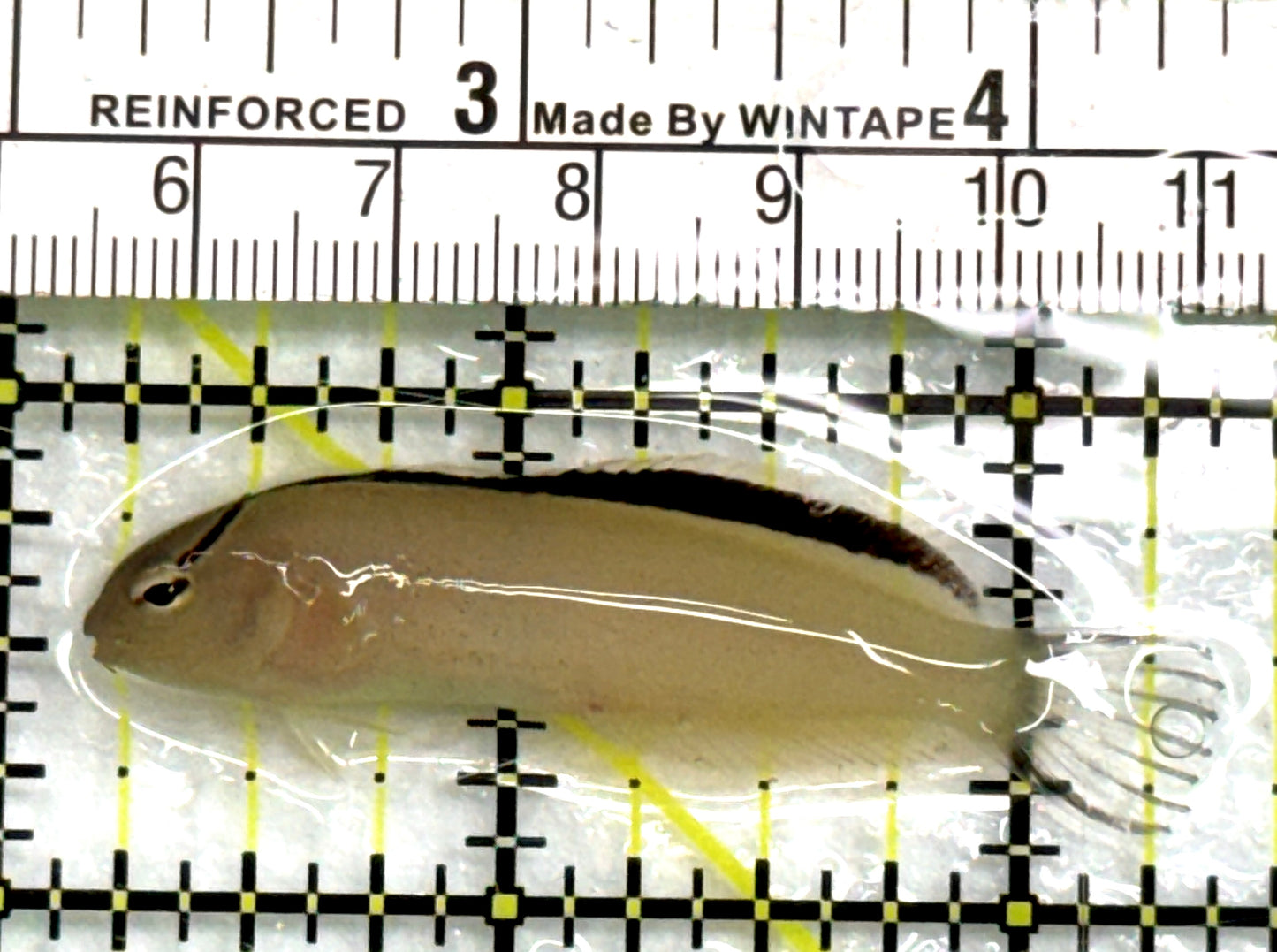 Smith's Blenny SB083101 WYSIWYG Size: S 2.25" approx