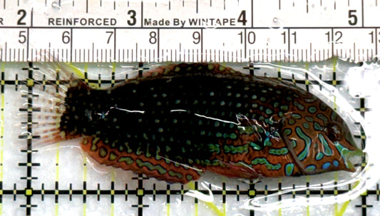 Ornate Leopard Wrasse OLW083101 WYSIWYG Size: XL 3.25" approx