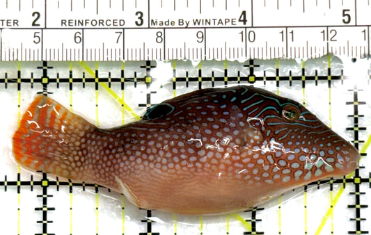Blue Spot Toby Pufferfish BSTP083101 WYSIWYG Size: M 3.25" approx