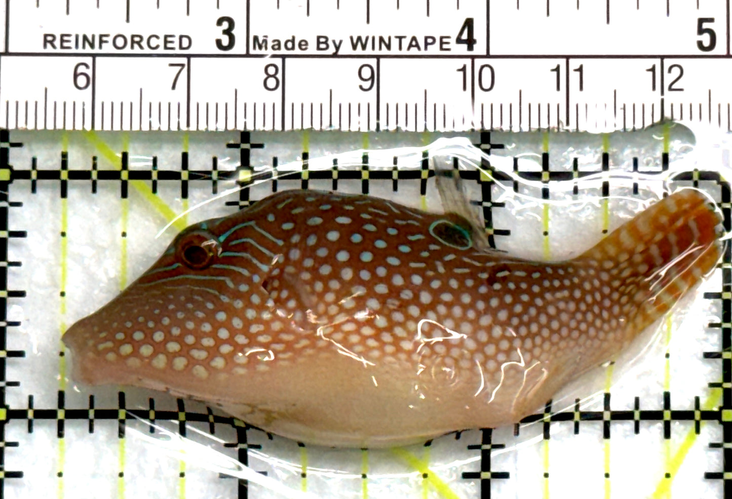 Blue Spot Toby Pufferfish BSTP083102 WYSIWYG Size: M 2.75" approx