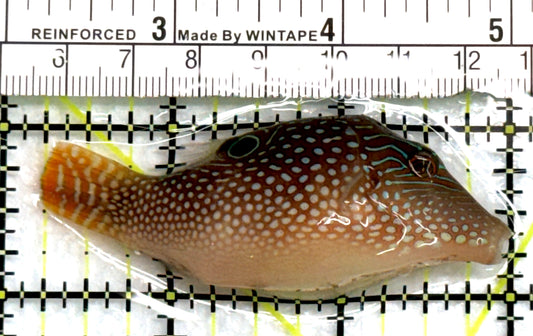 Blue Spot Toby Pufferfish BSTP083102 WYSIWYG Size: M 2.75" approx
