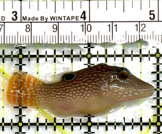 Blue Spot Toby Pufferfish BSTP083103 WYSIWYG Size: M 2.25" approx