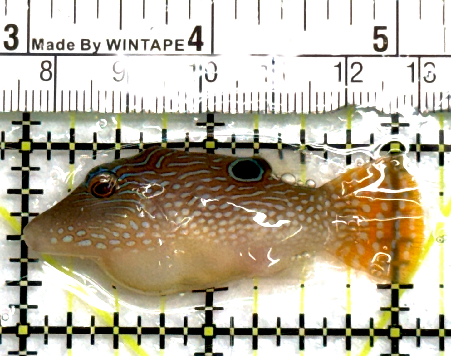 Blue Spot Toby Pufferfish BSTP083103 WYSIWYG Size: M 2.25" approx