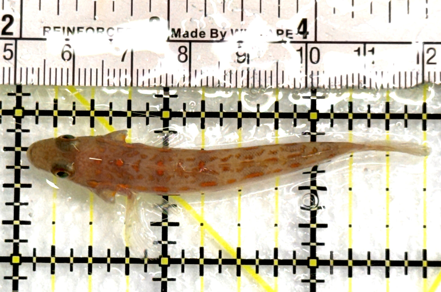 Diamond Watchman Goby DWG083101 WYSIWYG Size: M 2.75" approx
