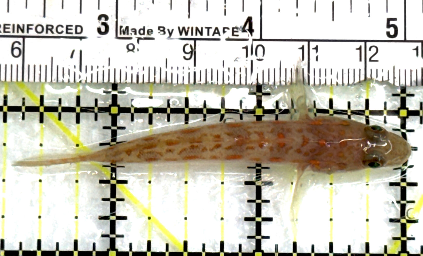 Diamond Watchman Goby DWG083101 WYSIWYG Size: M 2.75" approx