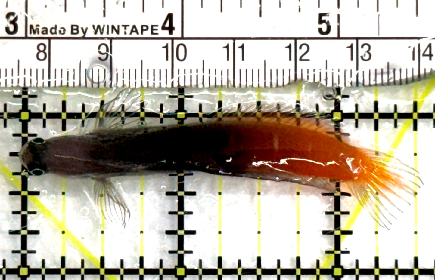 Bicolor Blenny BB083101 WYSIWYG Size: S 2.5" approx