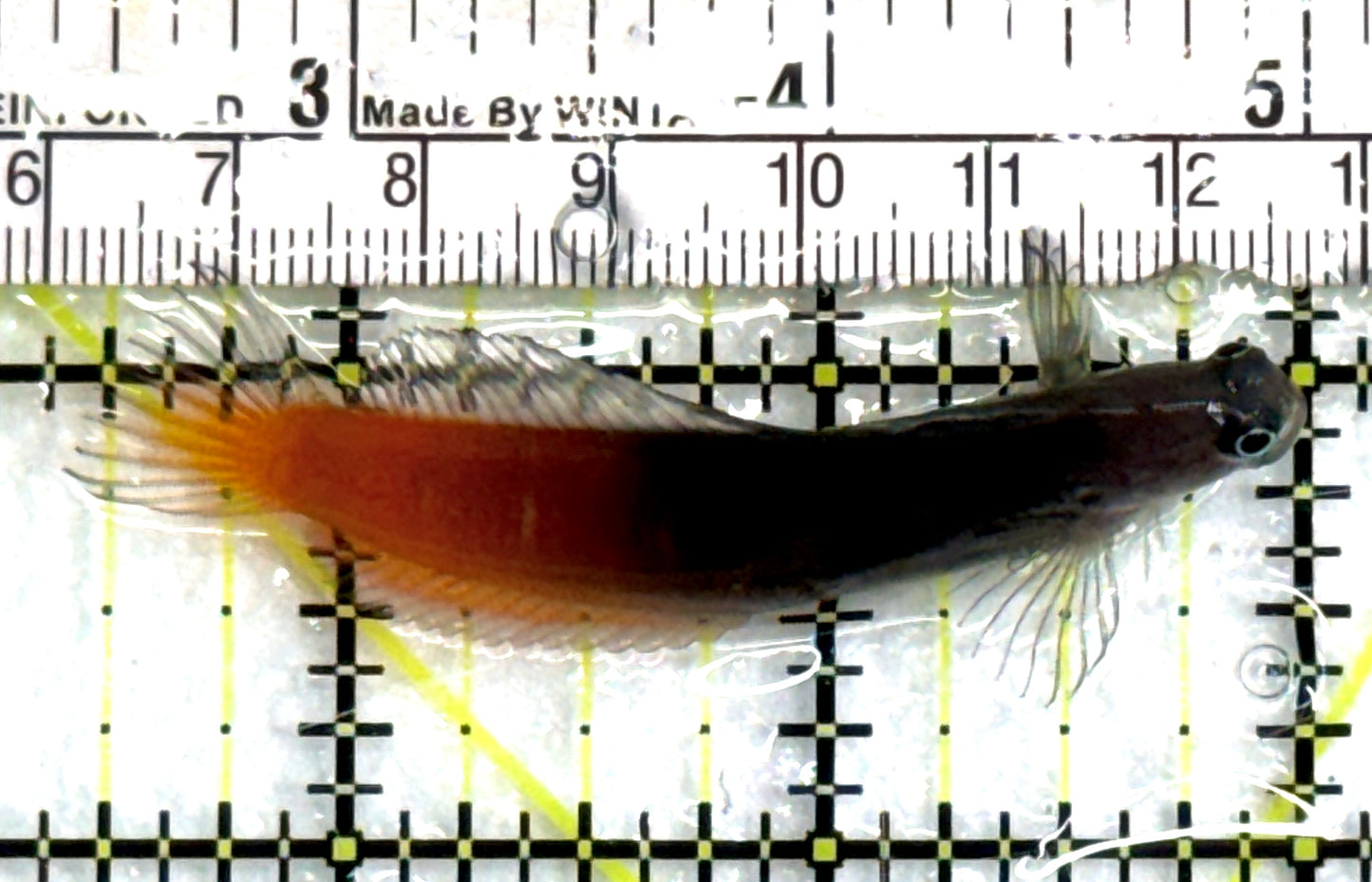 Bicolor Blenny BB083101 WYSIWYG Size: S 2.5" approx