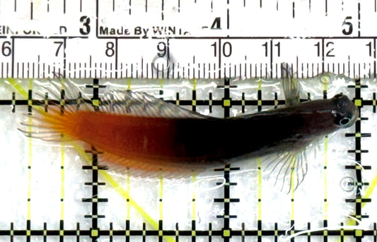 Bicolor Blenny BB083101 WYSIWYG Size: S 2.5" approx