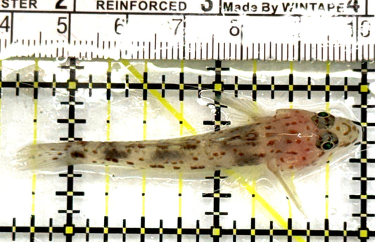 Cave Transparent Fusi Cleaner Goby CTFCG083101 WYSIWYG Size: L  2.25" approx
