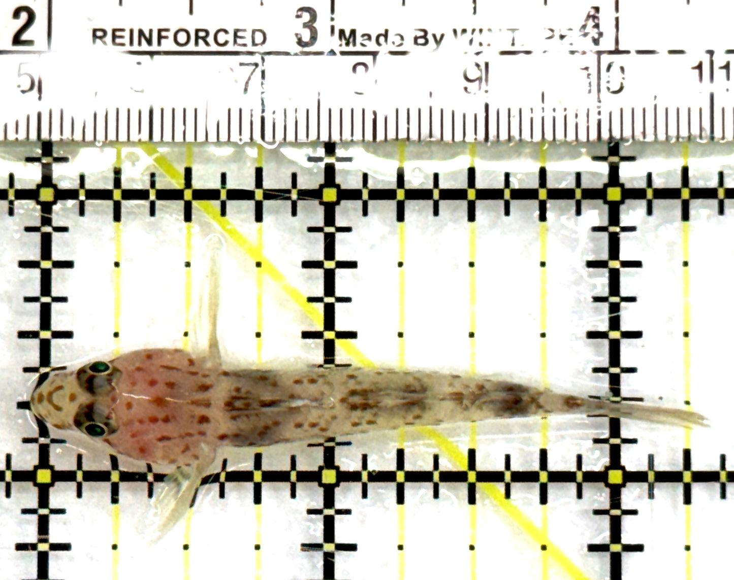 Cave Transparent Fusi Cleaner Goby CTFCG083101 WYSIWYG Size: L  2.25" approx