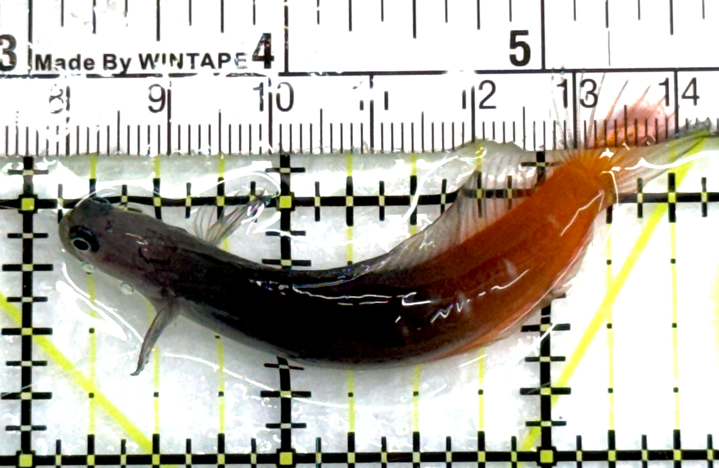 Bicolor Blenny BB083102 WYSIWYG Size: S 2.5" approx