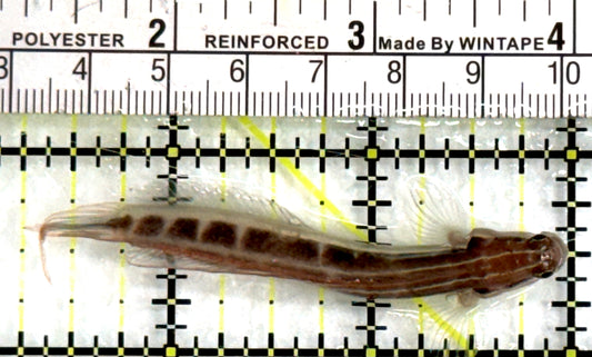 Linear Blenny LB083101 WYSIWYG Size: XL 2.75" approx