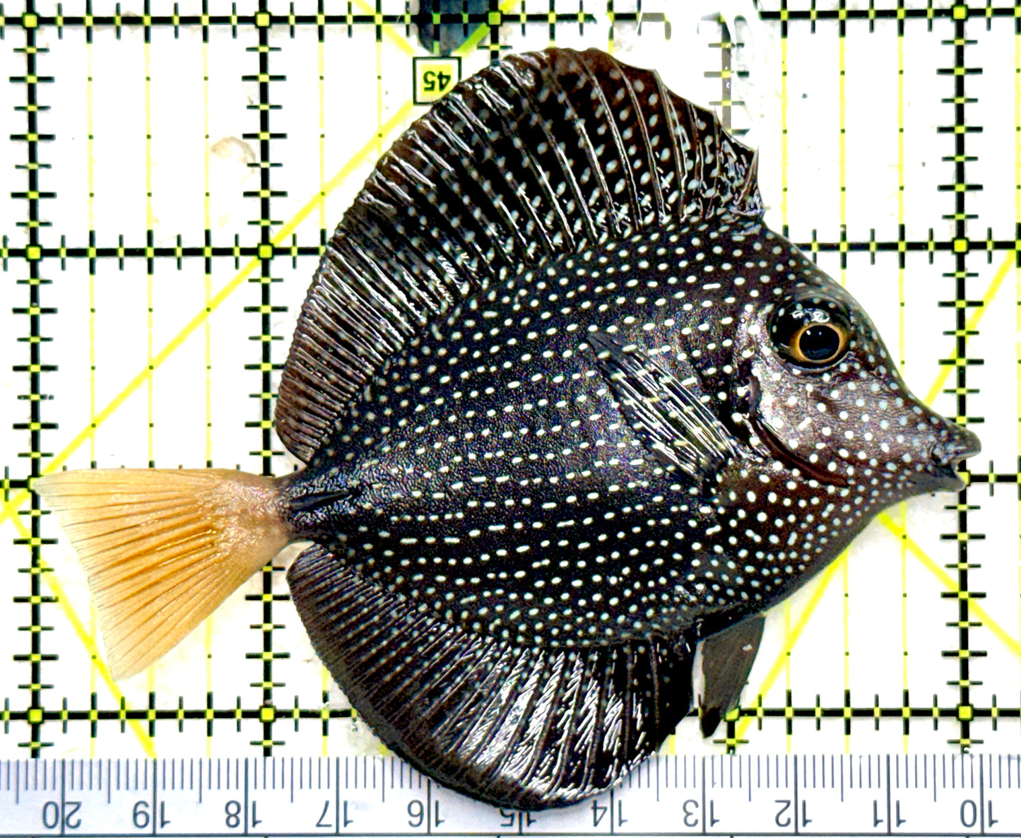Gem Tang GT081801 WYSIWYG Size: L 4" approx