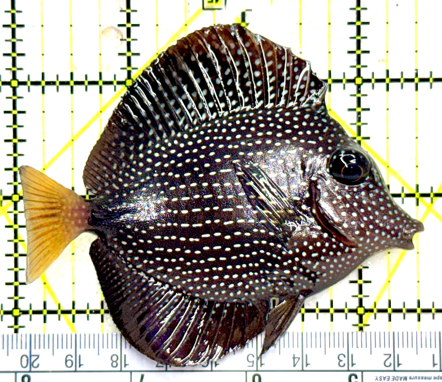 Gem Tang GT081802 WYSIWYG Size: M 3.5" approx