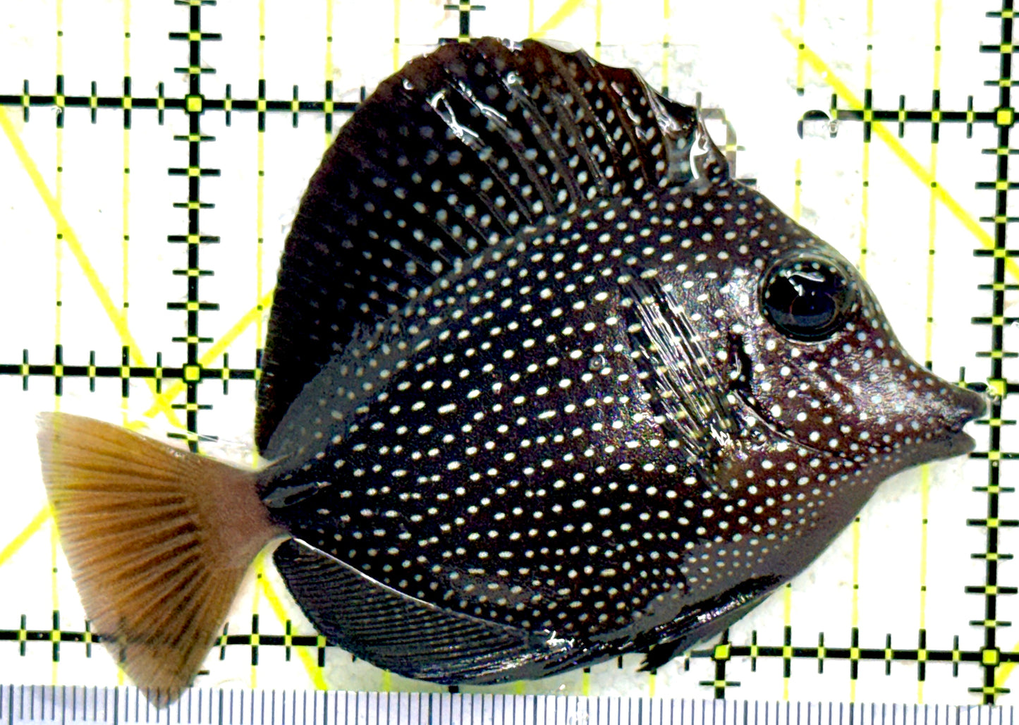 Gem Tang GT081803 WYSIWYG Size: M 3.5" approx