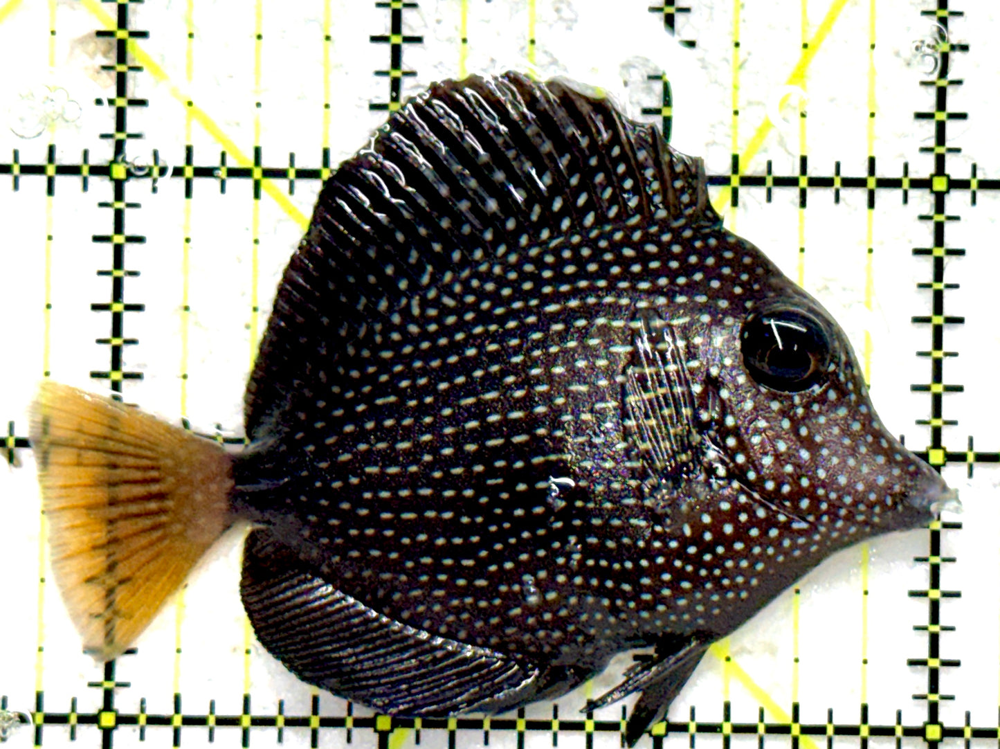 Gem Tang GT081804 WYSIWYG Size: M 3.25" approx
