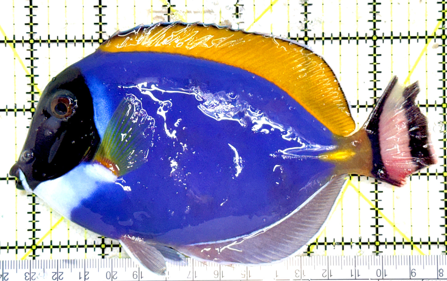 Powder Blue Tang (Maldives) PBT081801 WYSIWYG Size: XL 6" approx