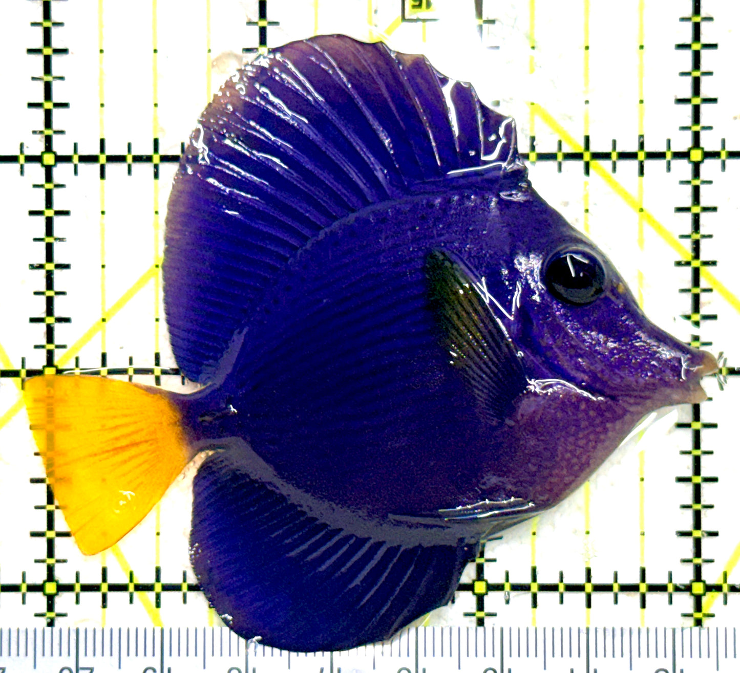 Purple Tang PT081801 WYSIWYG Size: M 3" approx