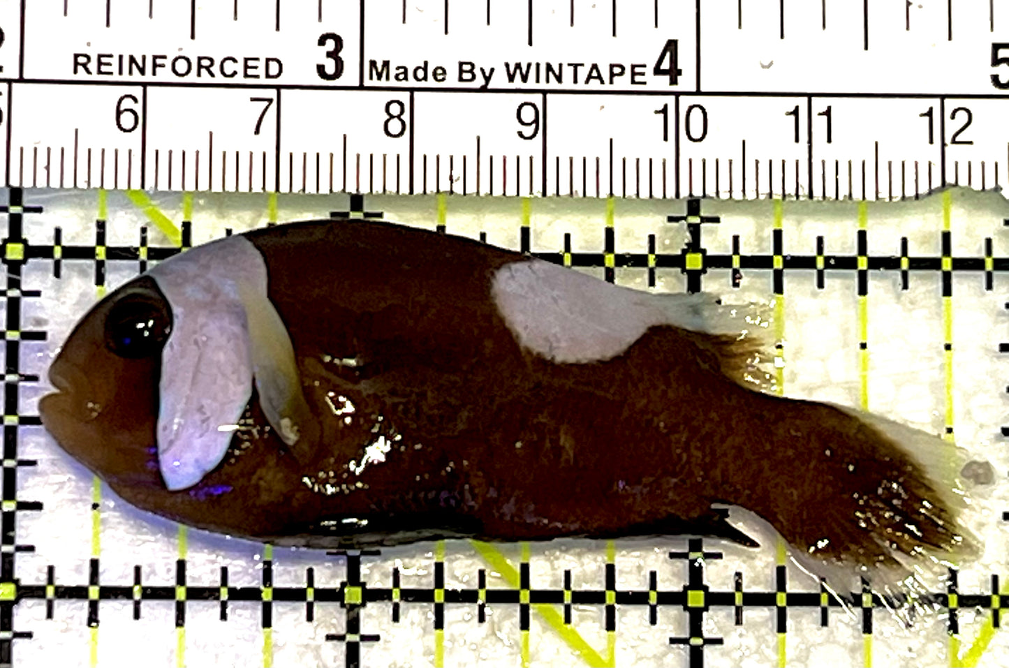 Red Saddleback Clownfish RSC062701 WYSIWYG Size: L 2.75" approx