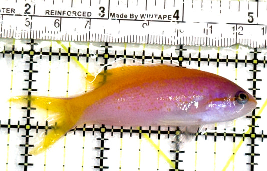 Carberryi Anthias CA083101 WYSIWYG Size: M 3.25" approx