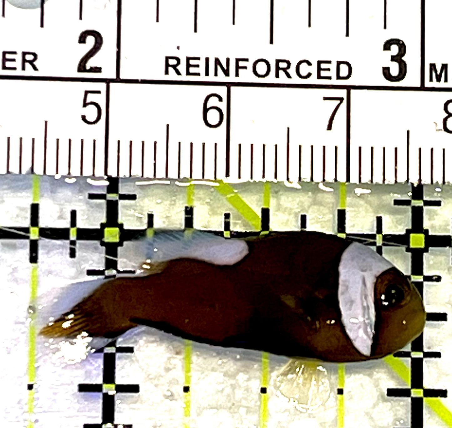 Red Saddleback Clownfish RSC062702 WYSIWYG Size: S 1.25" approx