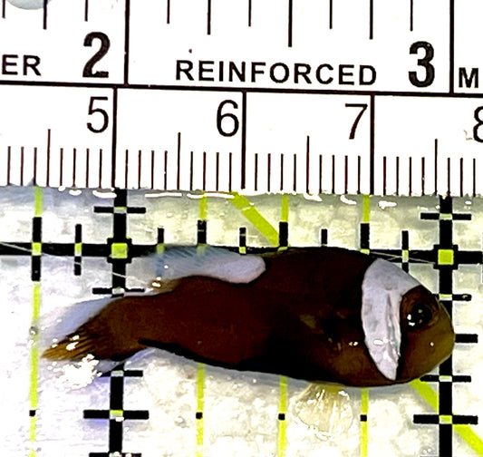 Red Saddleback Clownfish RSC062702 WYSIWYG Size: S 1.25" approx