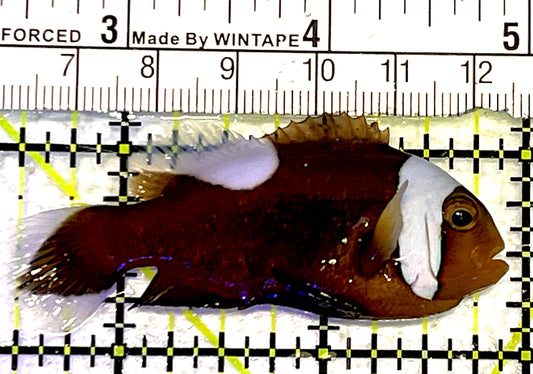 Red Saddleback Clownfish RSC062703 WYSIWYG Size: ML 2.5" approx