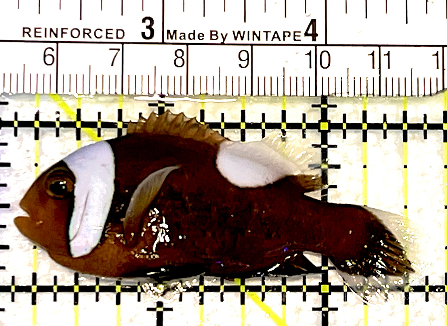 Red Saddleback Clownfish RSC062703 WYSIWYG Size: ML 2.5" approx
