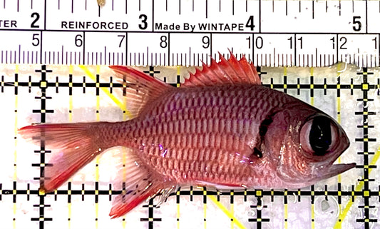 Red Soldier Fish RSF062701 WYSIWYG Size: S 3" approx