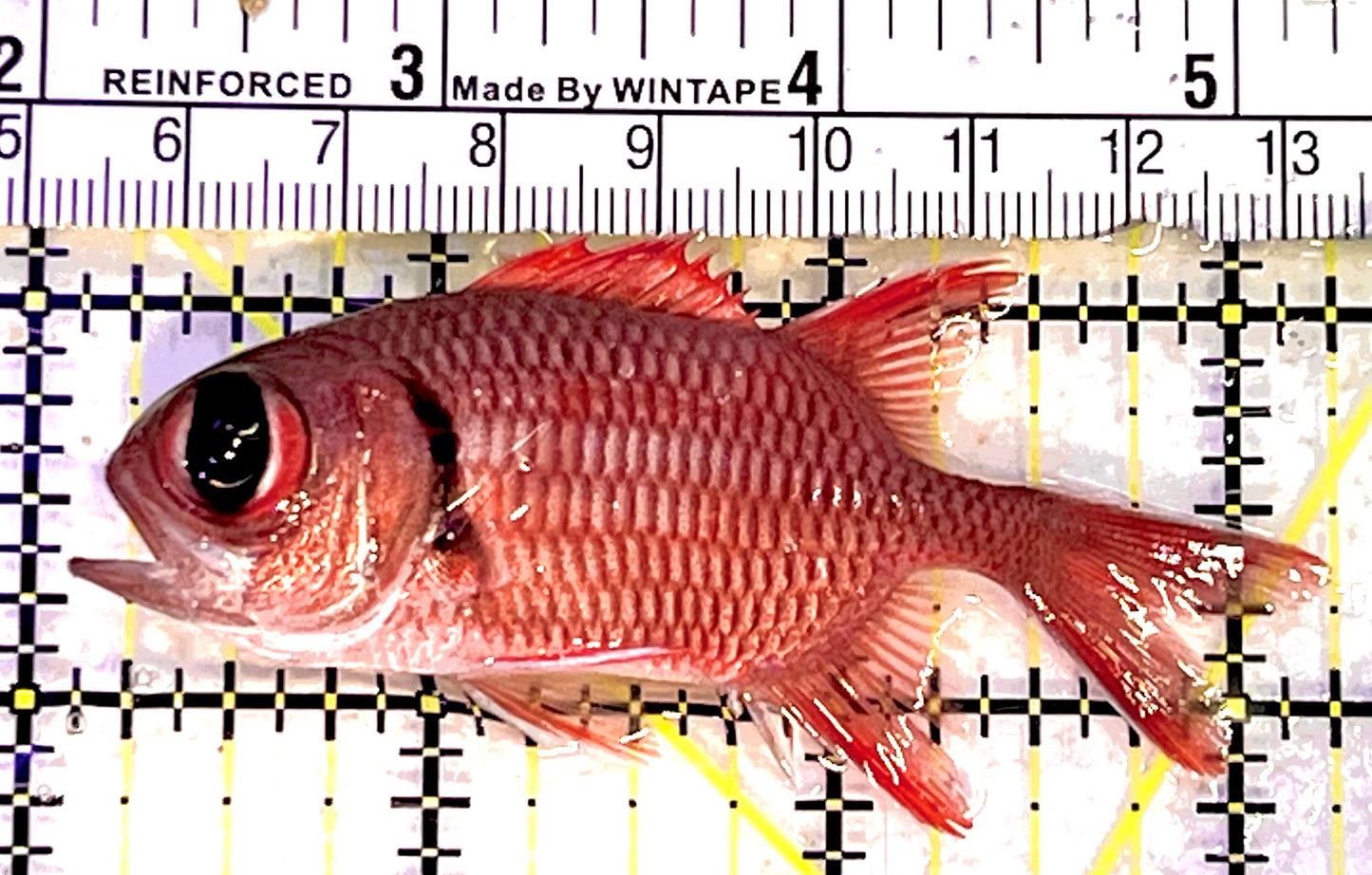 Red Soldier Fish RSF062701 WYSIWYG Size: S 3" approx