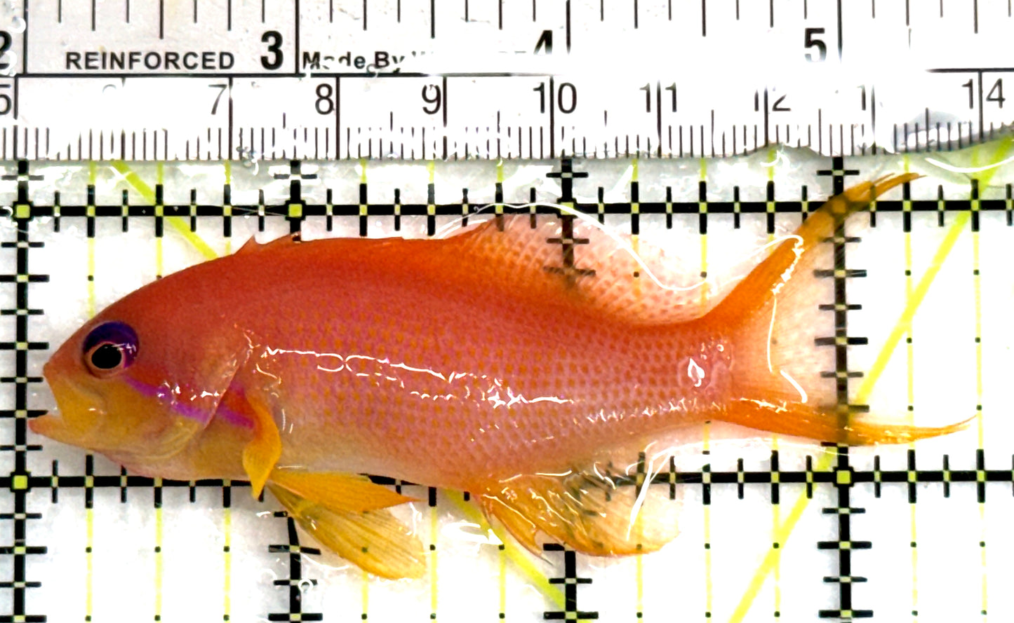 Female Lyretail Anthias FLA083101 WYSIWYG (Maldives) Size: L 3.5" approx