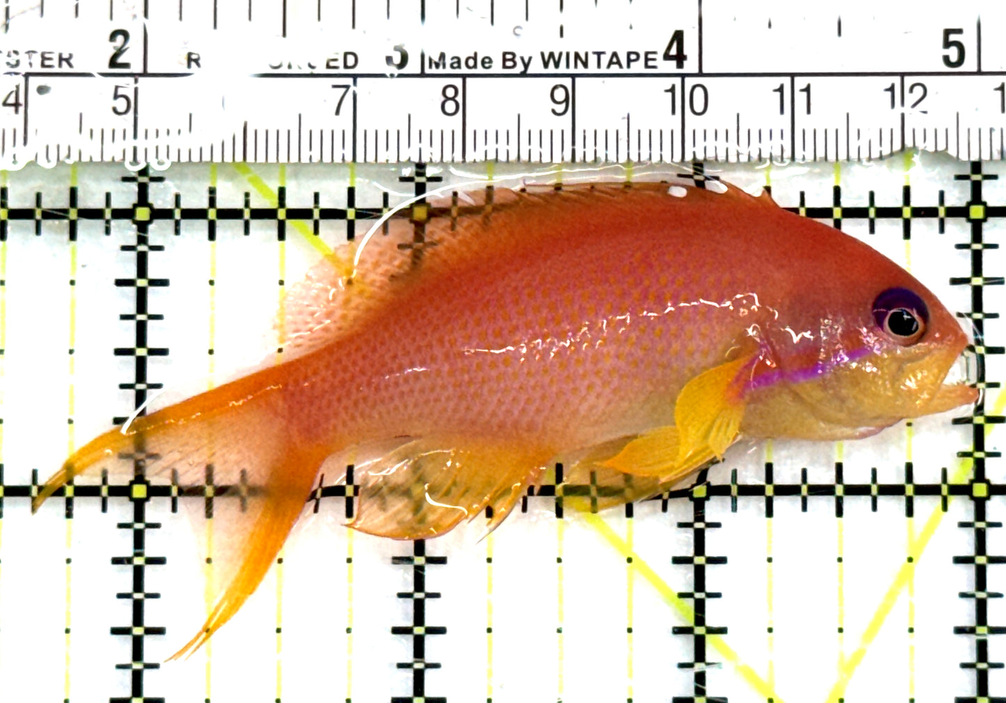 Female Lyretail Anthias FLA083101 WYSIWYG (Maldives) Size: L 3.5" approx